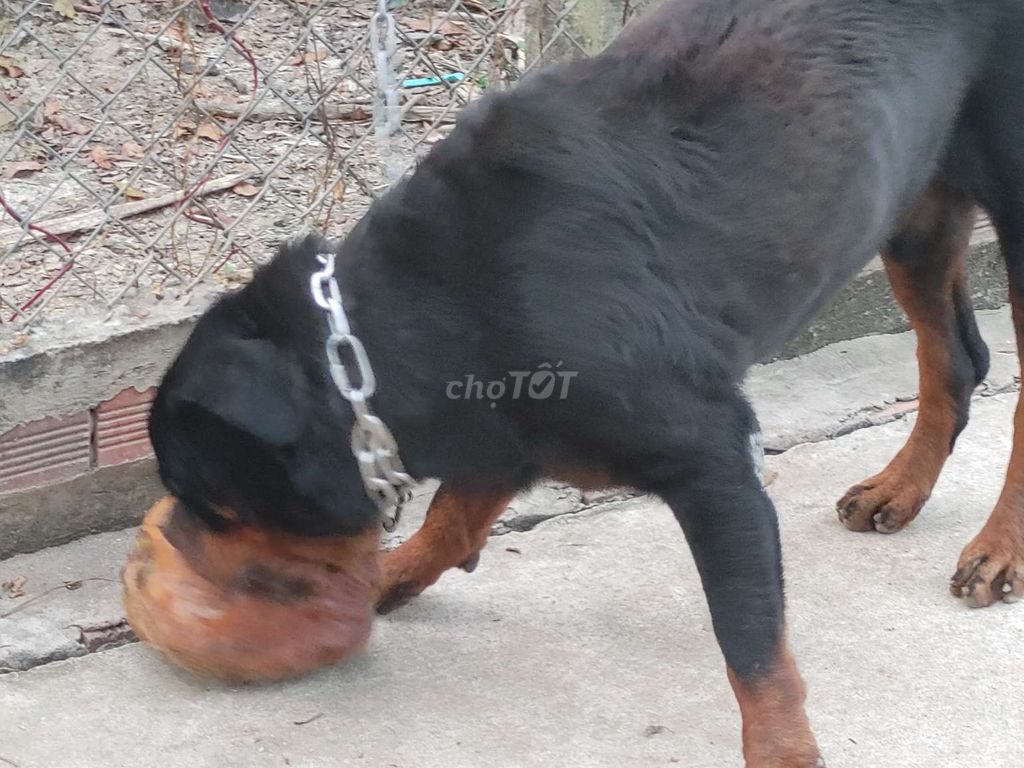 Chó Đực Giấy Vka. Mua bán Chó tại Huyện Bình Chánh Tp Hồ Chí Minh được đăng bởi Nhân Rottweiler  hình 6