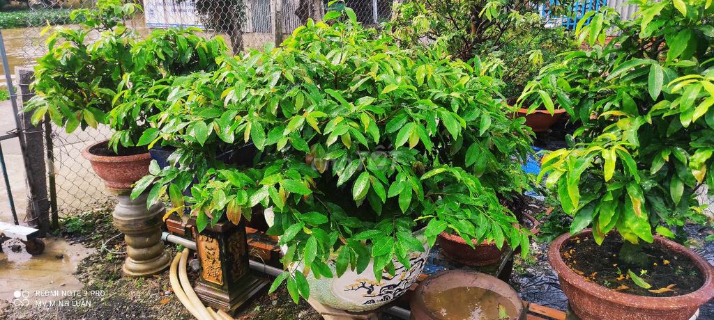 Vườn mai bonsai bông đẹp chơi Tết