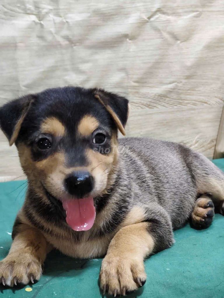 Chó Rottweiler F1 to con dễ huấn luyện. Mua bán Chó tại Quận Bình Tân Tp Hồ Chí Minh được đăng bởi Huỳnh Thị Diễm Trinh hình 1