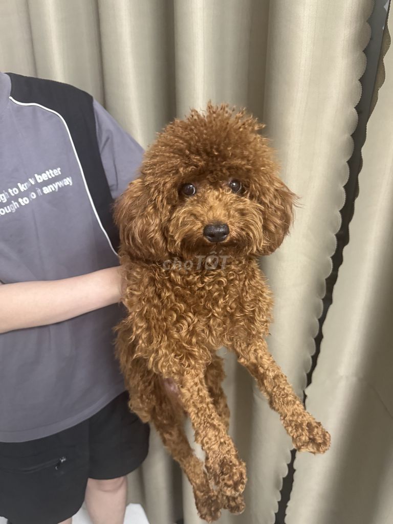 Poodle ,nâu,dưới 1 năm tuổi,ngoan