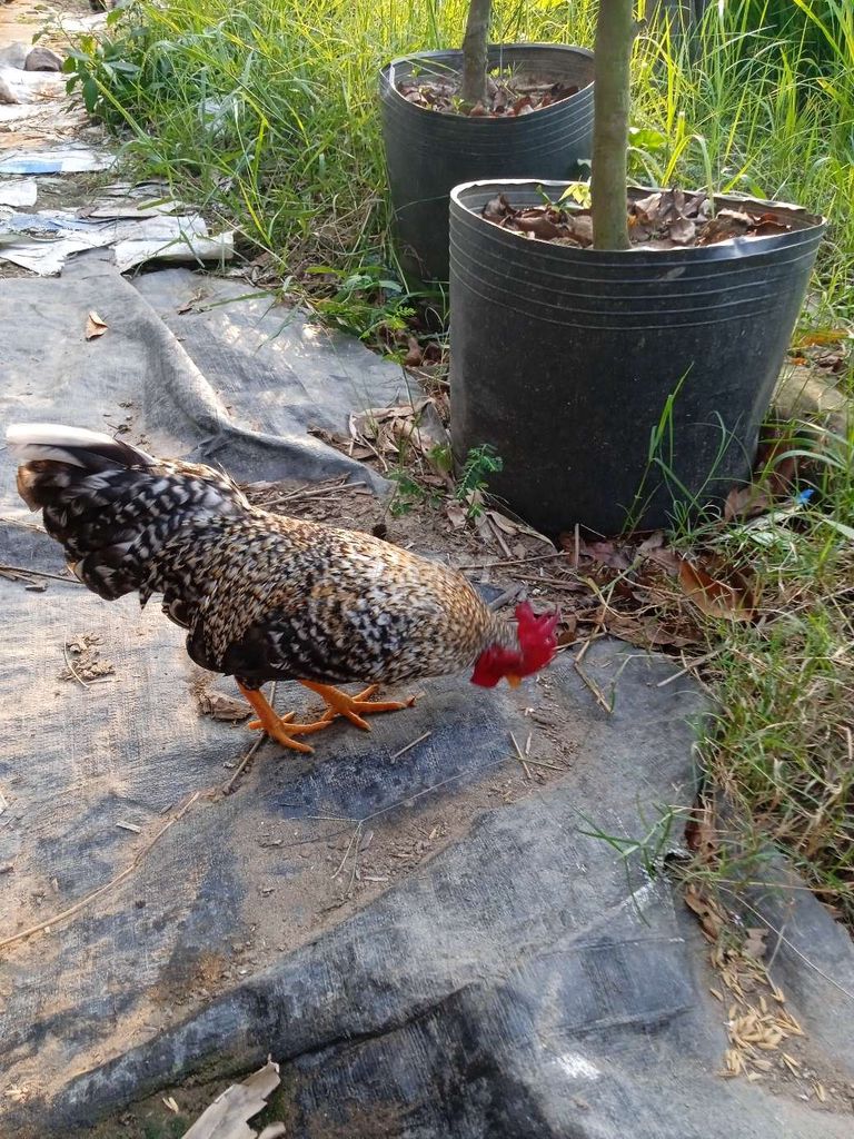 Gà tre Bắc 5l ae cần. Mua bán Gà tại Quận Thốt Nốt Cần Thơ được đăng bởi gà tre Bắc  hình 1