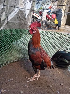 Bổn nhà là mai độ đá cựa lí 5th 1kg trạng 1,2kg.. Mua bán Gà tại Quận 1 Tp Hồ Chí Minh được đăng bởi Vanpha Nguyen