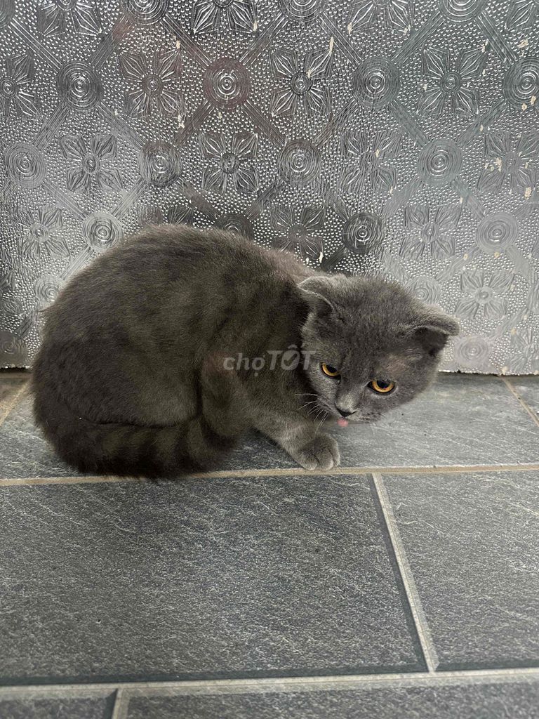 Mèo tai cụp Xám. Mua bán Mèo tại Huyện Đông Anh Hà Nội được đăng bởi Đỗ Văn Thành hình 1