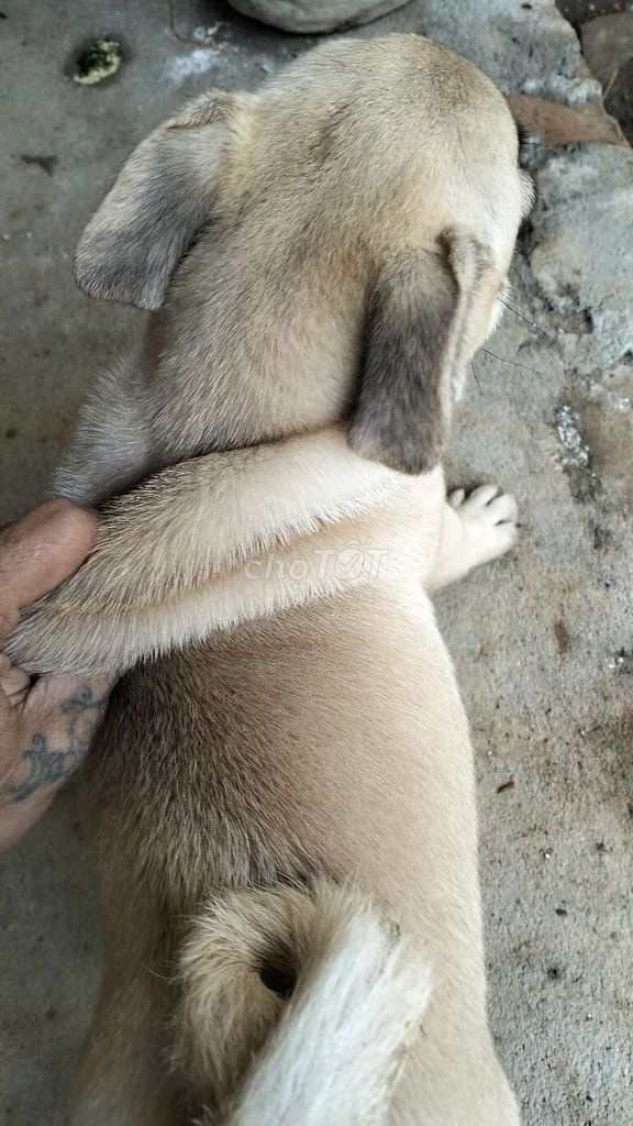 Chó Pug cái con vàng kem. Mua bán Chó tại Huyện Hậu Lộc Thanh Hóa được đăng bởi Dương hình 1