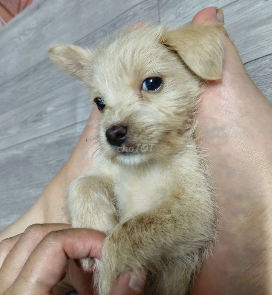 Chó Poodle đực Vàng kem 50 ngày. Mua bán Chó tại Huyện Nhà Bè Tp Hồ Chí Minh được đăng bởi Hải Yến hình 1