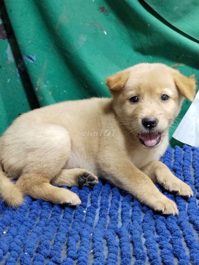 Chó Labrador f1 hay cười nghe lời dễ thương . Mua bán Chó tại Quận Bình Tân Tp Hồ Chí Minh được đăng bởi Nguyễn Hằng hình 1