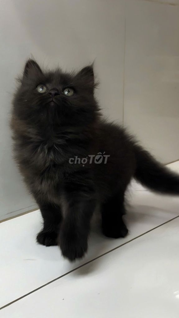 Mèo ALD thuần cái đen. Mua bán Mèo tại Huyện Bến Lức Long An được đăng bởi Moon Moon hình 1