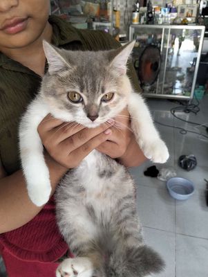 Bán bé mèo Anh như hình ace can LH zalo ***.. Mua bán Mèo tại Thành phố Thủ Đức Tp Hồ Chí Minh được đăng bởi Quyên Trung hình 1