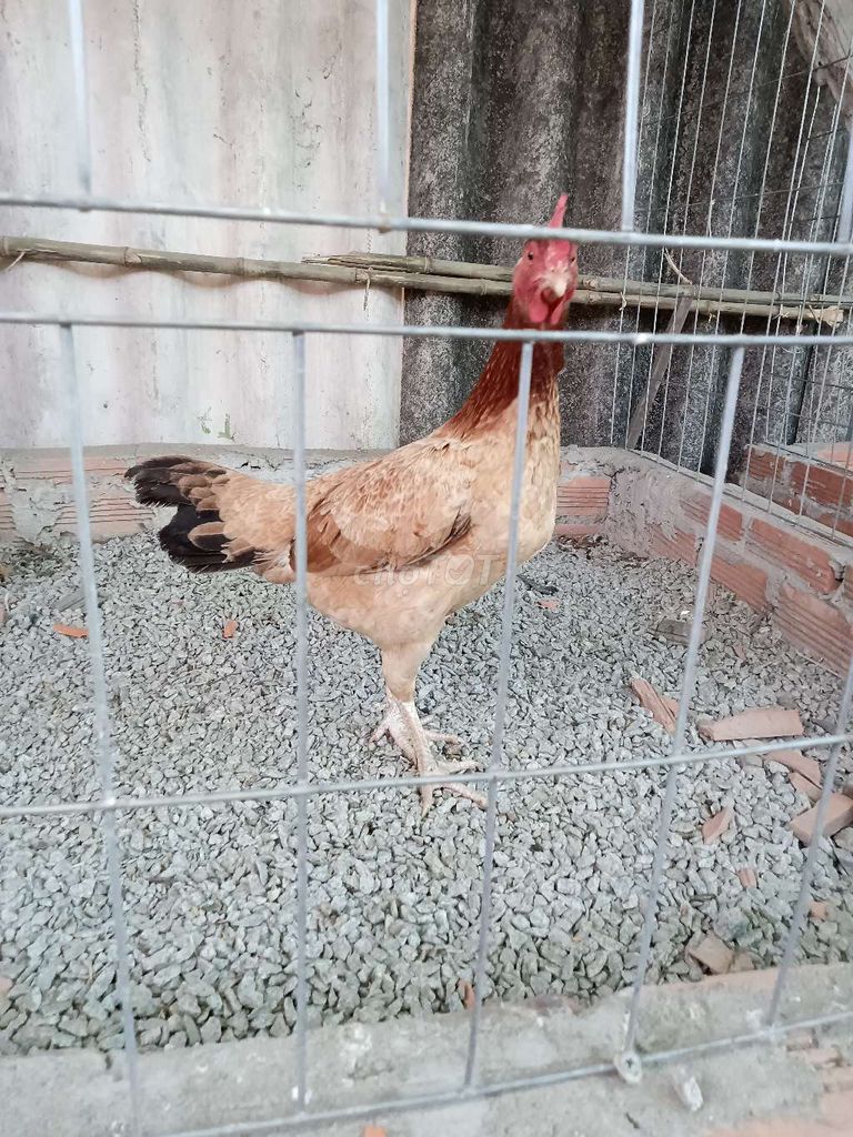 Gà mái thái mỹ. Mua bán Gà tại Huyện Châu Phú An Giang được đăng bởi Bình đẳng  hình 4