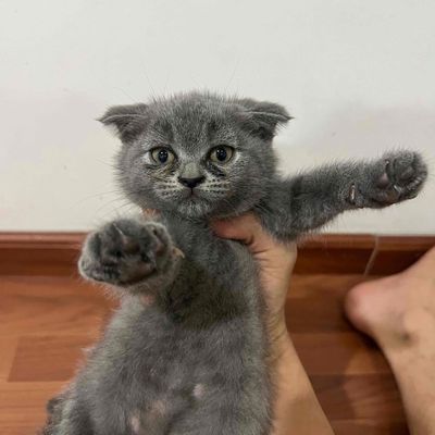 Mèo Anh Lông Ngắn xám, tai cụp - Cái- 2,5 tháng