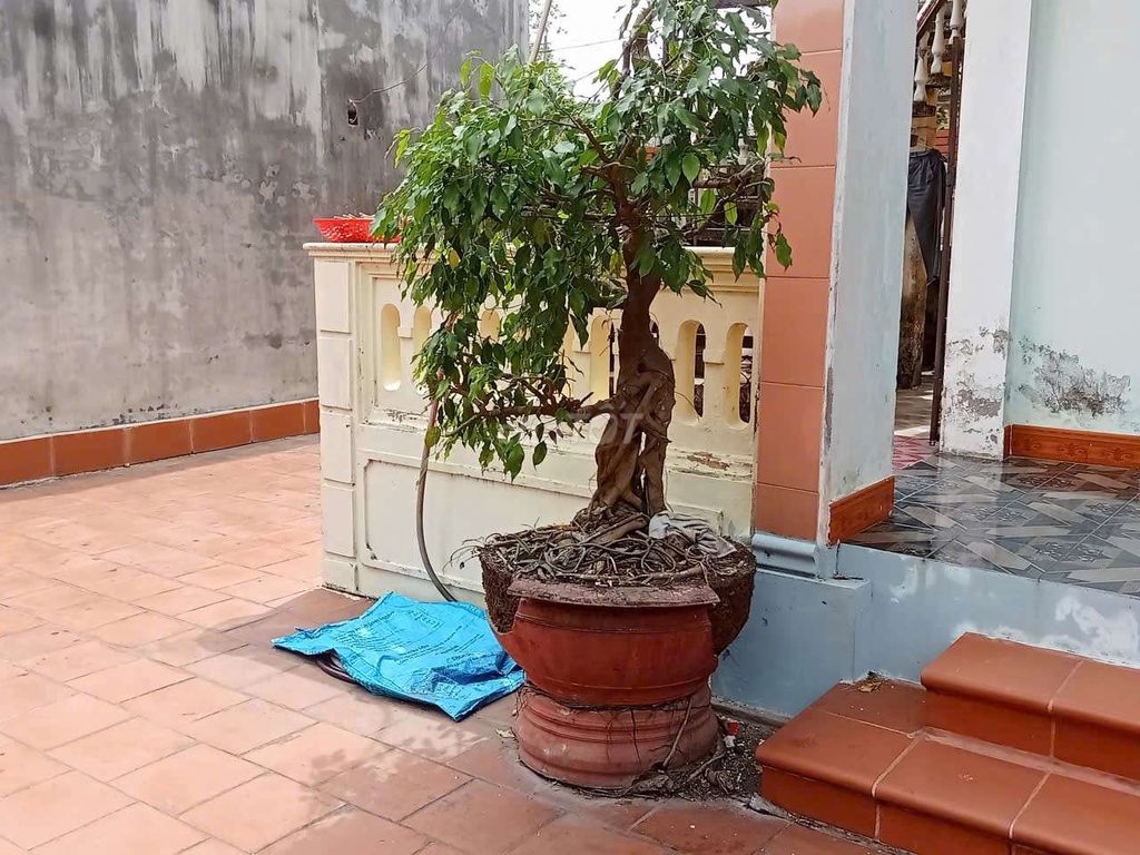 Cây cảnh Sanh  kèm chậu. Mua bán Cây cảnh, đồ trang trí tại Huyện Gia Bình Bắc Ninh được đăng bởi Phúc An hình 1