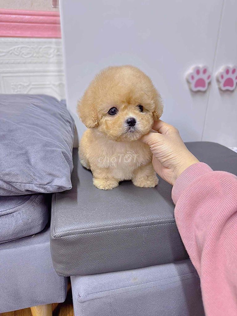💕Poodle Xinh 💕 Từ 2 Triệu ạ. Mua bán Chó tại Quận Bình Tân Tp Hồ Chí Minh được đăng bởi Cậu Bé Bán Chó  hình 1