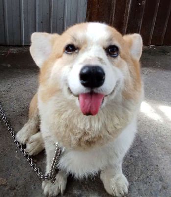 chó corgi hơn đưc 1 năm tuổi