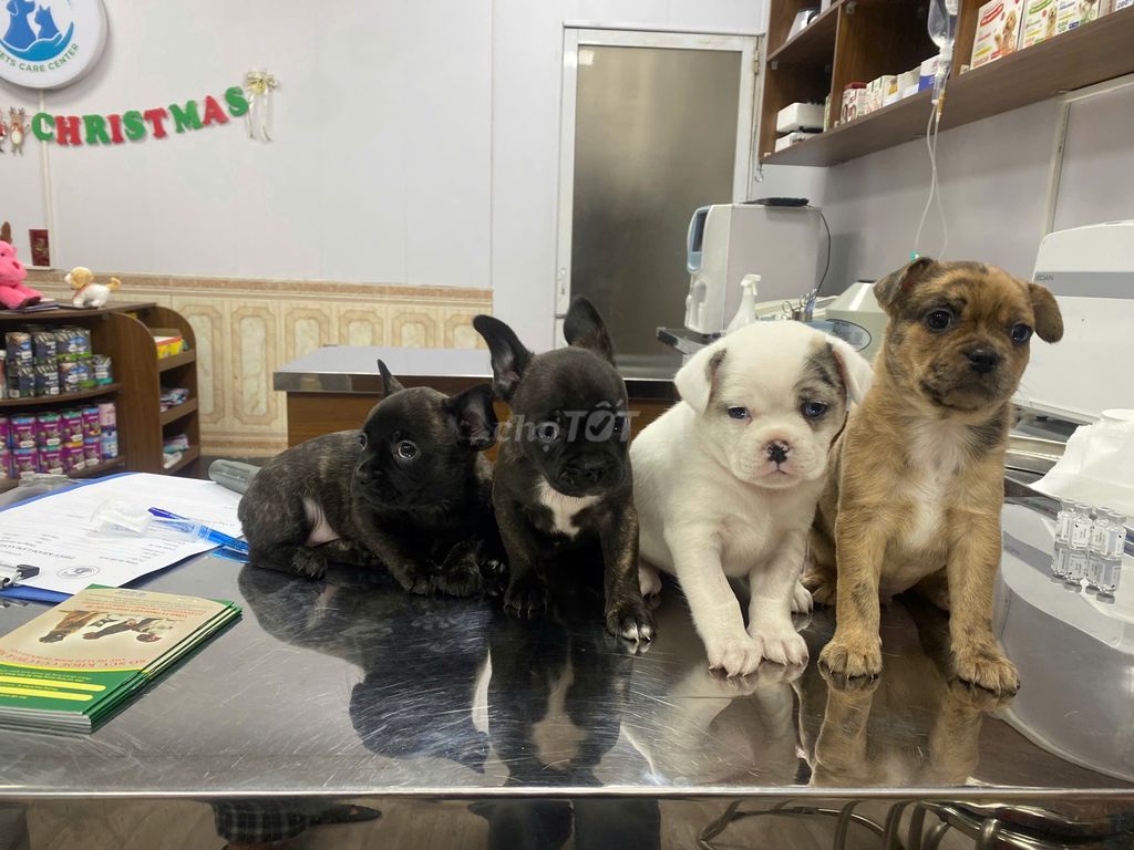 Chó con bull pháp. Mua bán Chó tại Huyện Hoằng Hóa Thanh Hóa được đăng bởi nga lephuong hình 1