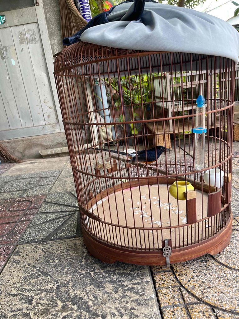 3 mùa cate o tat loi net tốt. Mua bán Chim tại Thành phố Thuận An Bình Dương được đăng bởi Duy phu hình 1