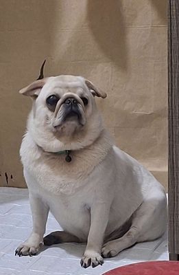 Chó Pug trắng kem đã tiêm