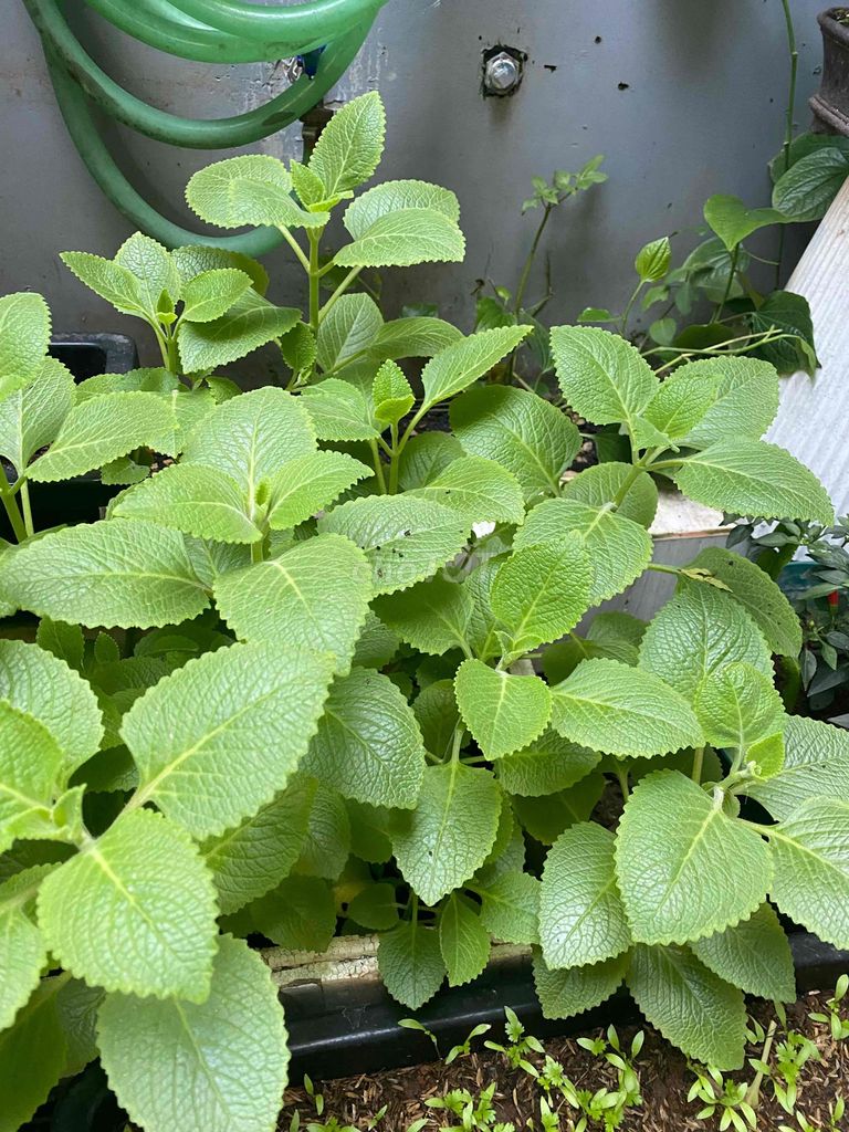 Cây Húng chanh (rau tần). Mua bán Cây cảnh, đồ trang trí tại Quận Thanh Khê Đà Nẵng được đăng bởi TRUNG NGHĨA hình 1