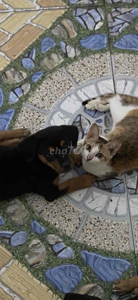 Chó con Rottweiler màu đen vàng. Mua bán Chó tại Huyện Cần Đước Long An được đăng bởi Lê Văn Minh Pha hình 2