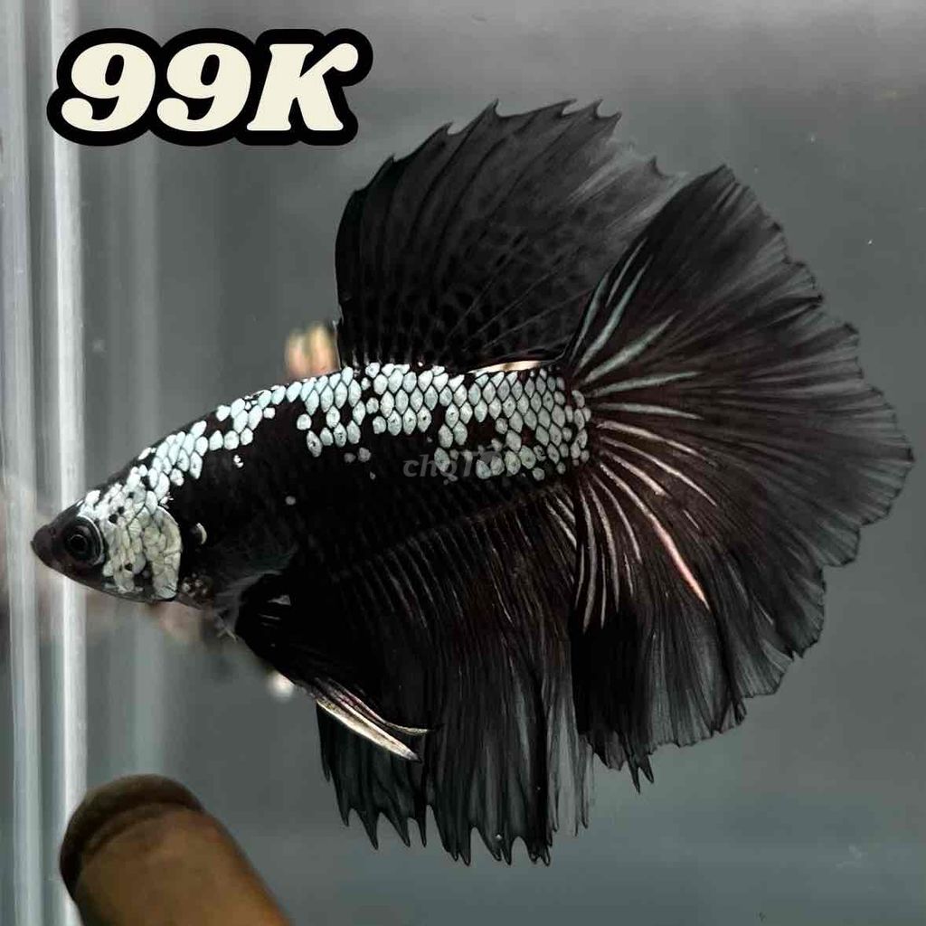 Cá Betta Halfmoon Đen trắng. Mua bán Thú cưng khác tại Quận 3 Tp Hồ Chí Minh được đăng bởi Betta SaiGon hình 1