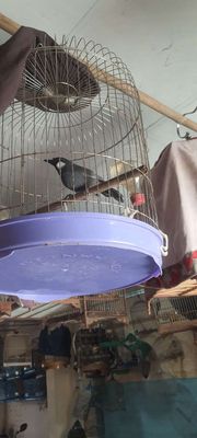 Chim cảnh Hơn 2 mùa