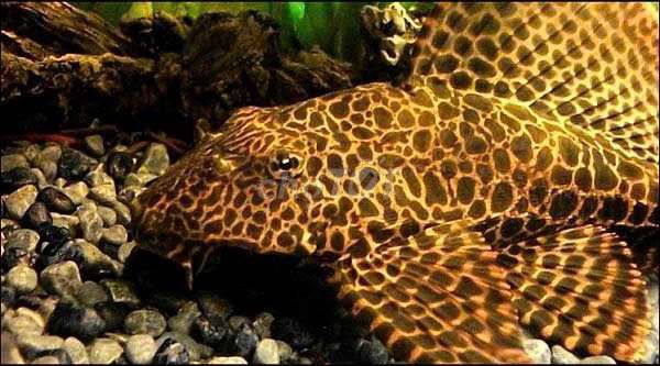 Thanh lý đèn - chùi hồ beo - lũa. Mua bán Phụ kiện, Thức ăn, Dịch vụ tại Quận Liên Chiểu Đà Nẵng được đăng bởi noname hình 1