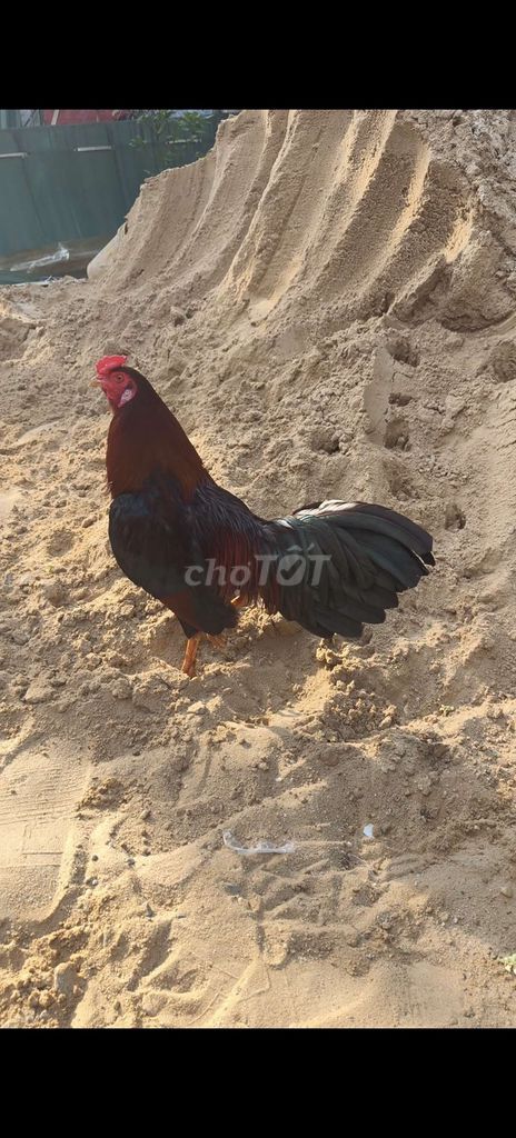 siu mỹ trang 1k5 tay 1cuc log mới zê chơi liên đc . Mua bán Gà tại Thành phố Thủ Dầu Một Bình Dương được đăng bởi Thanh Tiền hình 1
