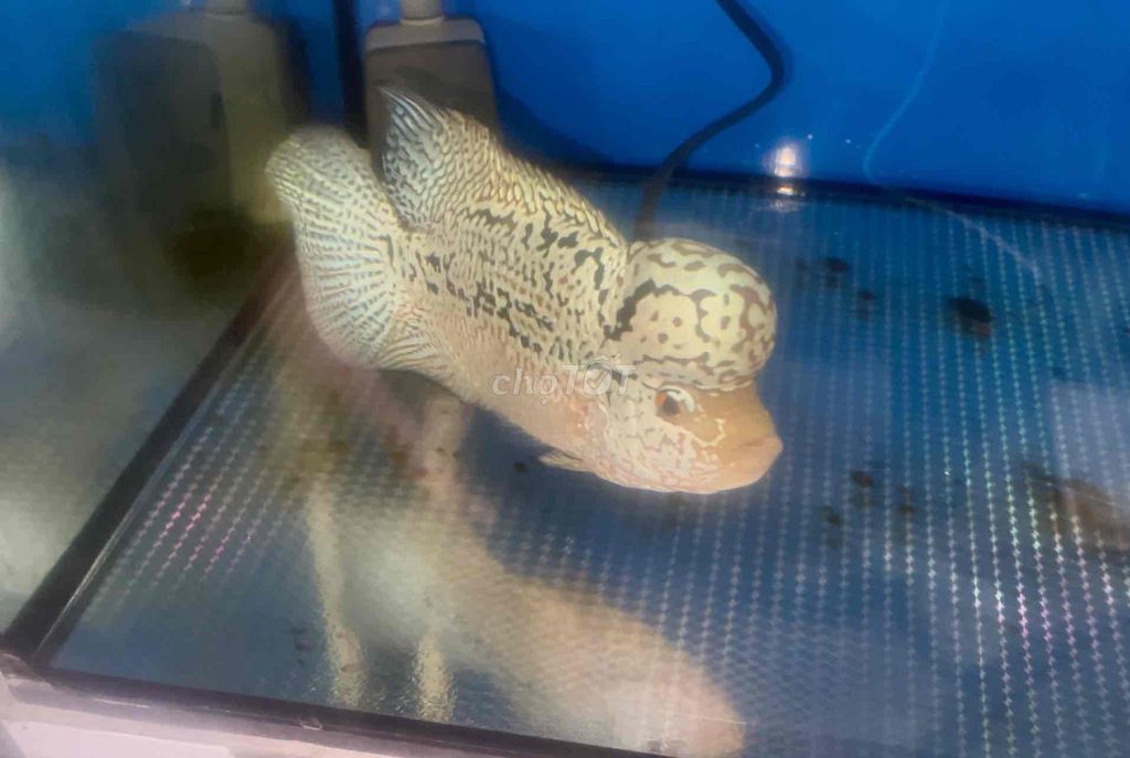 Cá La Hán Kamfa f2. Mua bán Thú cưng khác tại Quận 7 Tp Hồ Chí Minh được đăng bởi Cá La Hán Q7 hình 1