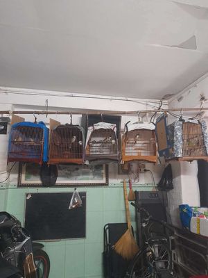 Chim Chào Mào thanh lí