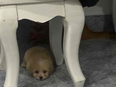 Tìm nhà mới cho chó poodle. Mua bán Chó tại Quận Gò Vấp Tp Hồ Chí Minh được đăng bởi Nguyễn Tự Cường
