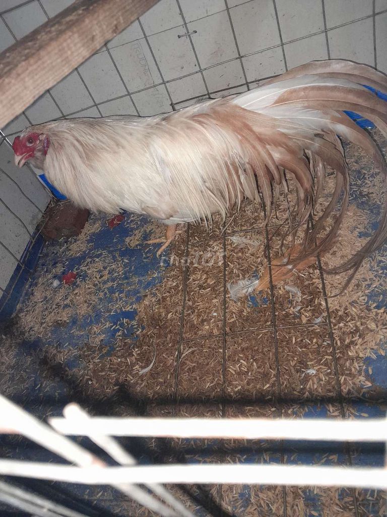 Gà tre Tân Châu Trống Đuôi dài. Mua bán Gà tại Quận 7 Tp Hồ Chí Minh được đăng bởi đăng vũ thiện hình 1