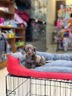 Chó Lạp Xưởng Loang Đực