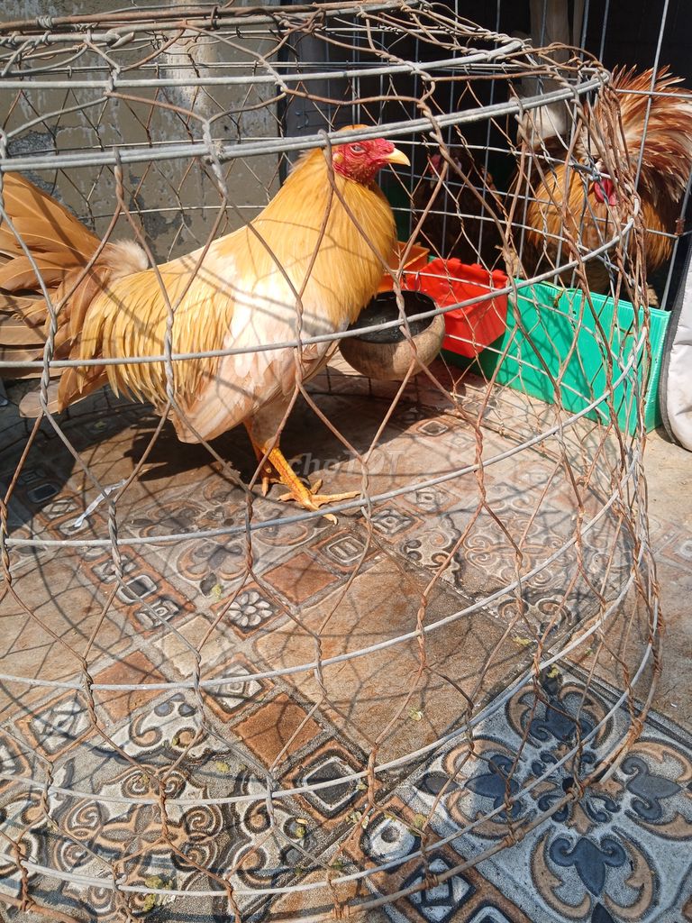 Siu mỹ chơi tết. Mua bán Gà tại Quận Tân Bình Tp Hồ Chí Minh được đăng bởi nguyen tan lan hình 1