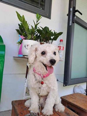 Bán chó poodle đực trắng