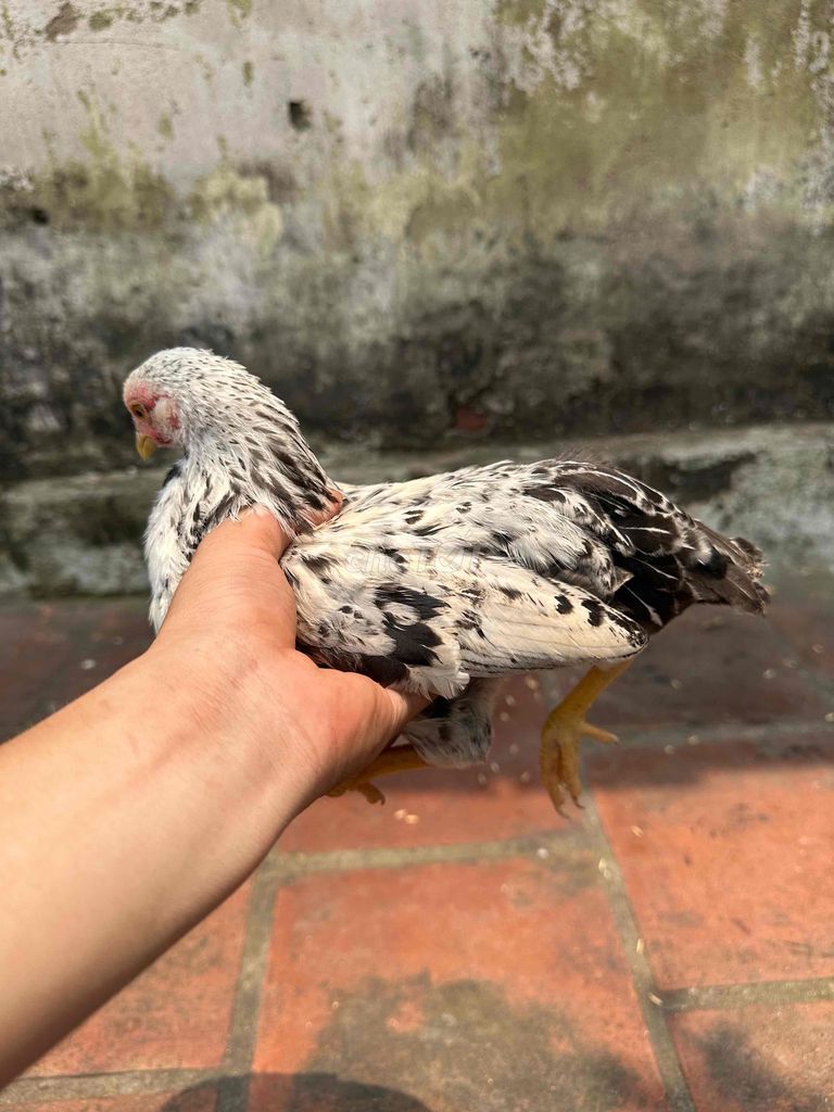 Gà tre trống trắng đen. Mua bán Gà tại Huyện Đông Anh Hà Nội được đăng bởi Văn Đan  hình 1