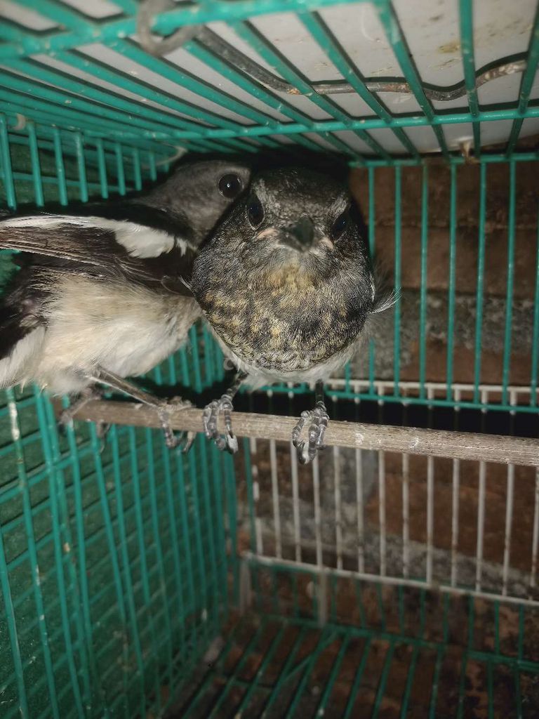 Chim chòe than chuyền Thanh Vinh. Mua bán Chim tại Quận Liên Chiểu Đà Nẵng được đăng bởi Pham Huy11 hình 1
