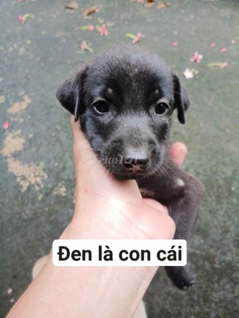 Chó cỏ cái màu Đen. Mua bán Chó tại Thành phố Thủ Đức Tp Hồ Chí Minh được đăng bởi Vũ Thành hình 1