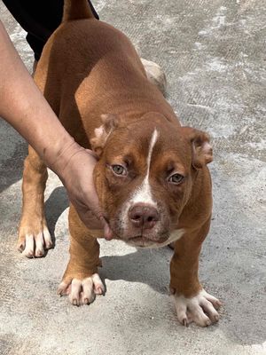 chó đẹp. Mua bán Chó tại Huyện Trảng Bom Đồng Nai được đăng bởi Hương