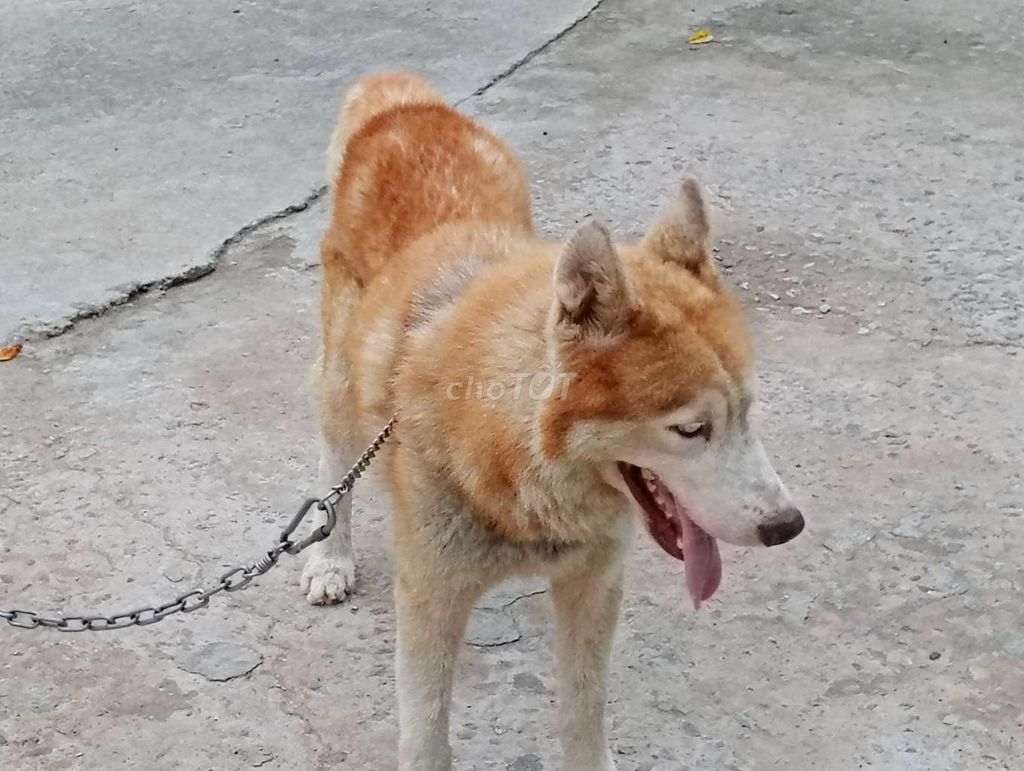 Chó Husky Đực Nâu trắng Trưởng thành Hiền lành. Mua bán Chó tại Thành phố Thuận An Bình Dương được đăng bởi Nhân Rottweiler  hình 1