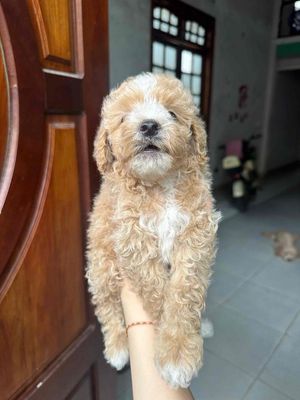 Chó Poodle Tini Đực Cái Vàng Nâu Đã Tiêm
