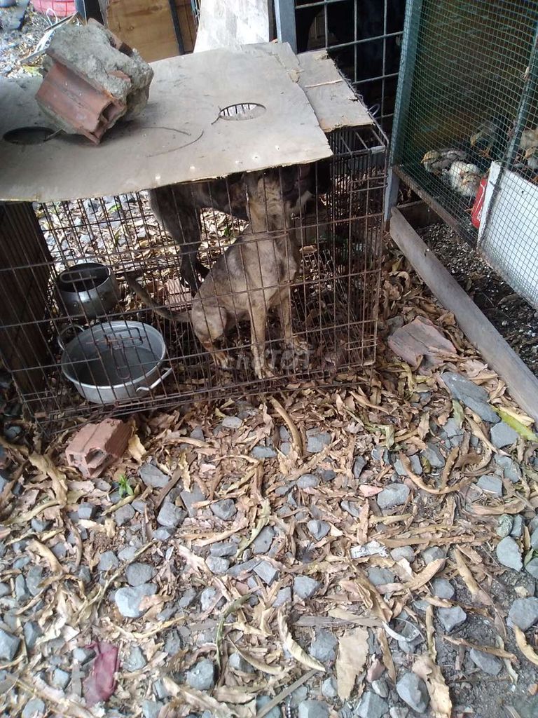 Chó Lớn nhỏ. Mua bán Chó tại Thành phố Dĩ An Bình Dương được đăng bởi ngô quốc phong hình 1