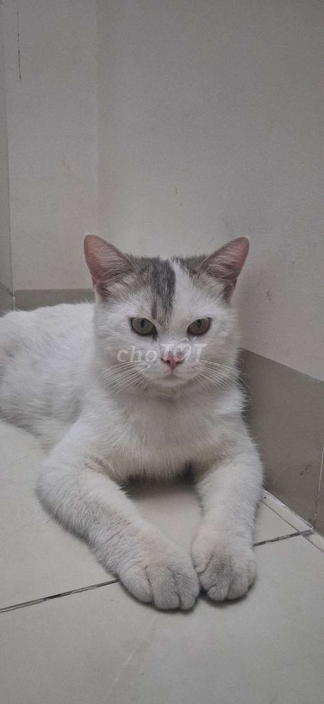 Mèo 5kg đưc đã triệt sản. Mua bán Mèo tại Thành phố Thuận An Bình Dương được đăng bởi trần văn toàn hình 1