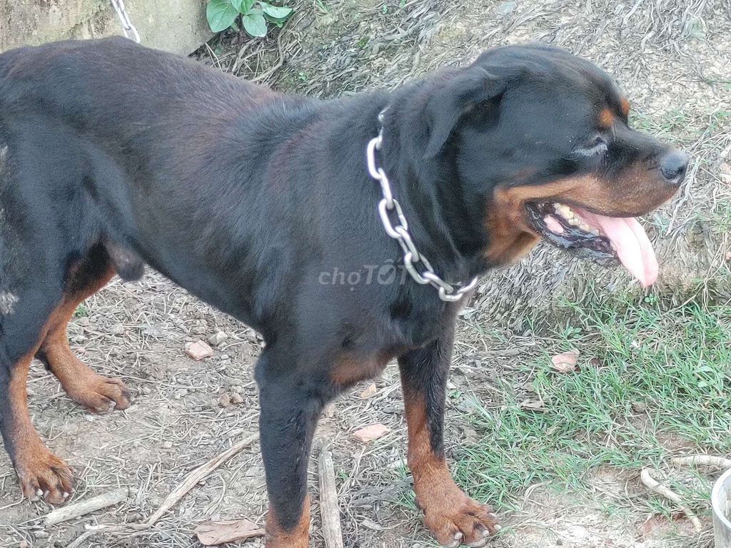 Đực Giấy Vka,Bao Phối. Mua bán Chó tại Thành phố Thủ Dầu Một Bình Dương được đăng bởi Nhân Rottweiler  hình 2