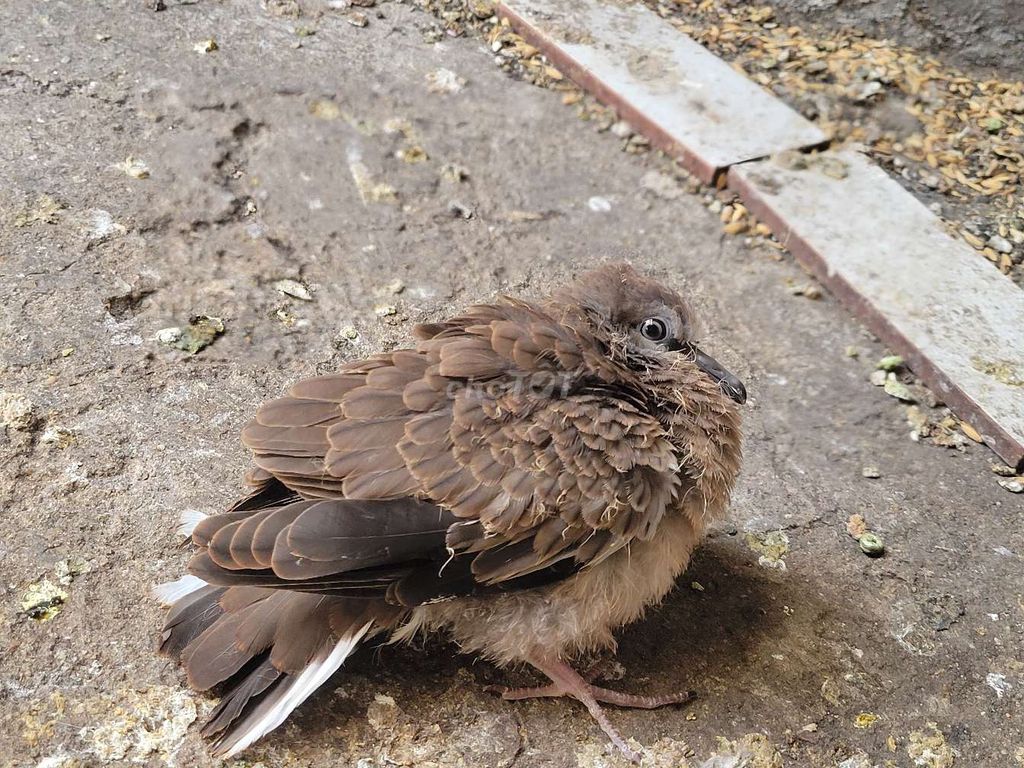 Chim cu non 20 ngày tuổi. Mua bán Chim tại Quận 11 Tp Hồ Chí Minh được đăng bởi CanxuDo  hình 1