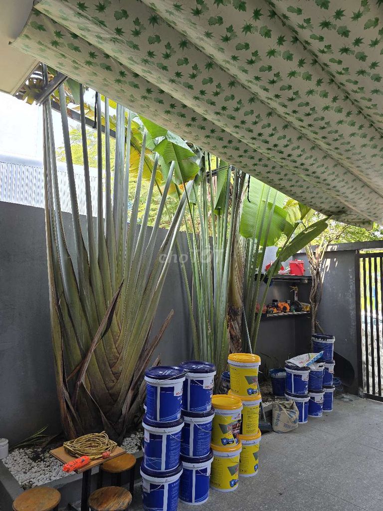 Cây cảnh Chuối rẻ quạt Xanh. Mua bán Cây cảnh, đồ trang trí tại Quận Liên Chiểu Đà Nẵng được đăng bởi S hình 1