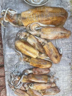 Mực lá, mực ống câu tươi mỗi ngày. Mua bán Đồ ăn, thực phẩm và các loại khác tại Quận 4 Tp Hồ Chí Minh được đăng bởi TIỆM NHÀ MÍT