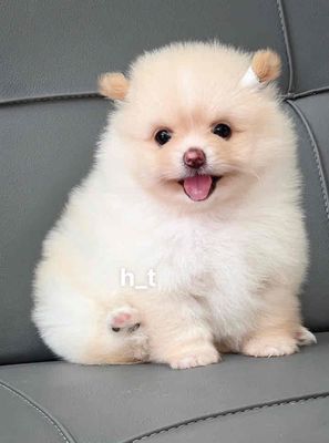 Chó Phốc Sóc 2 tháng tuổi