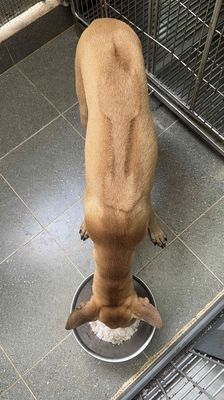Chó Phú Quốc vàng lanh lẹ