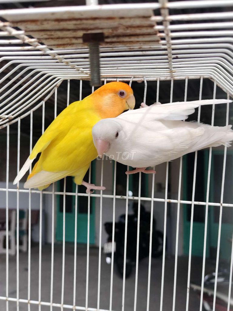 Cặp lovebirds không viền ghép sinh sản