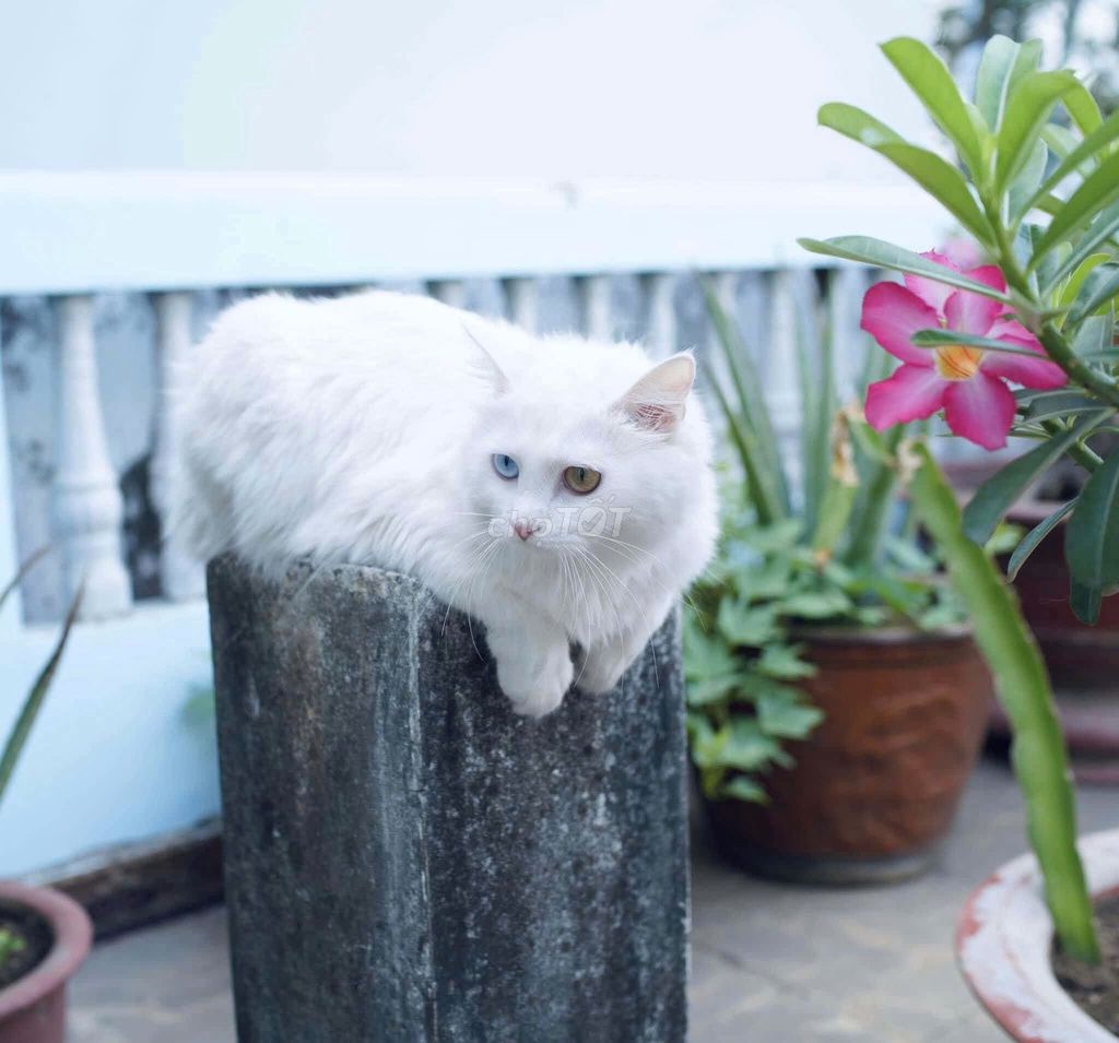 Mèo Cái 2 tuổi Trắng. Mua bán Mèo tại Quận 4 Tp Hồ Chí Minh được đăng bởi Lam Nguyễn hình 1