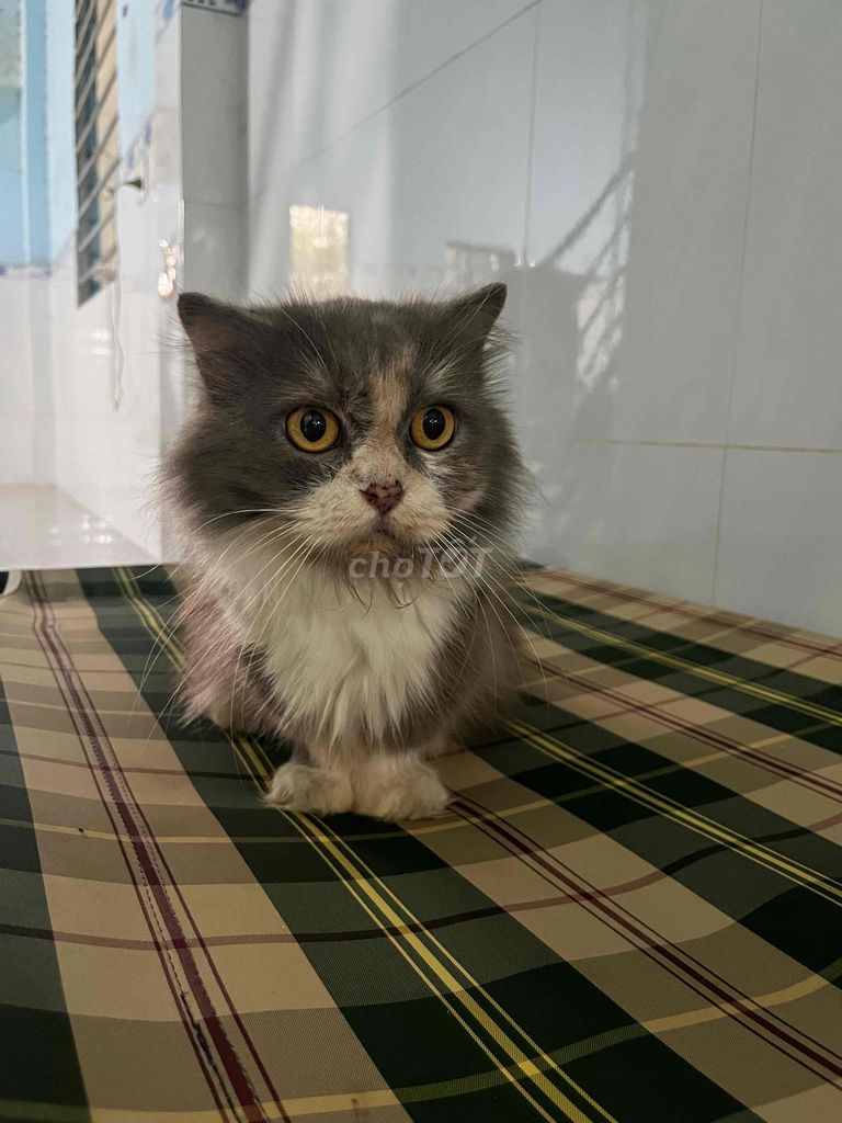 Mèo cái Tam thể. Mua bán Mèo tại Thành phố Thủ Dầu Một Bình Dương được đăng bởi Tuyết hình 1